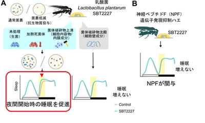 名古屋大学との産学協同研究講座において 乳酸菌 Lactobacillus plantarum SBT2227 が 睡眠を促進することを確認 学術雑誌「iScience」に掲載されました