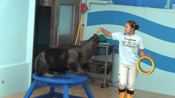 竹島水族館 アシカショー