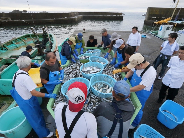 朝獲れ鮮魚の仕分け