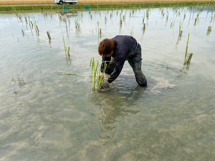 真菰の定植