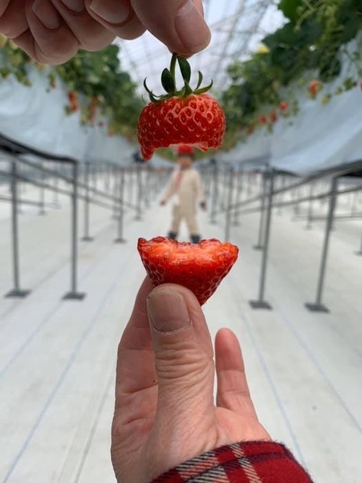 いちごでタラちゃん