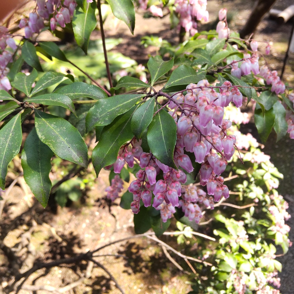 アセビ(3月18日撮影)