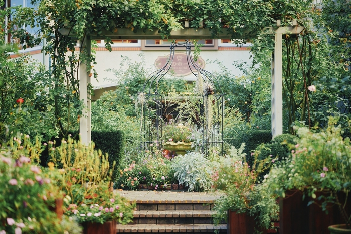 ローズ_10月上旬～11月上旬