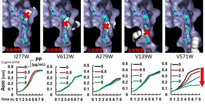 図2　変異型ポンプを用いた阻害剤結合部位の空間的スペースの解析 (上段)阻害剤ABI-PPを水色棒、変異アミノ酸側鎖を白色球で示す。 (下段)縦軸は培養液の濁度、横軸は培養時間、各色ラインは抗菌薬エリスロマイシンと各濃度のPP(阻害剤ABI-PP)併用時における各変異型ポンプ発現株の増殖度合いを示す。阻害剤が結合できる場合は、阻害剤濃度を高めるとポンプが阻害され抗菌薬が排出できなくなり、菌の増殖が抑えられる(赤矢印)。