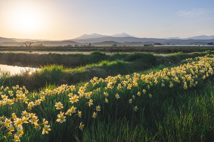 展示作品:井上浩輝「スイセンの通り道」