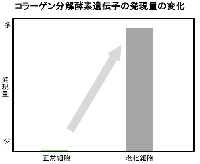 コラーゲン分解酵素遺伝子の発現量の変化