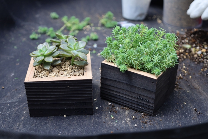 植え替えワークショップを開催!