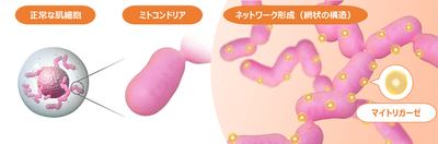 図1 ミトコンドリアのネットワーク（イメージ）