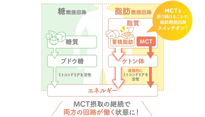 脂肪燃焼回路ONで冷え性を改善