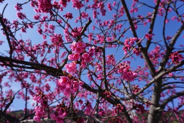 雪割桜(2)