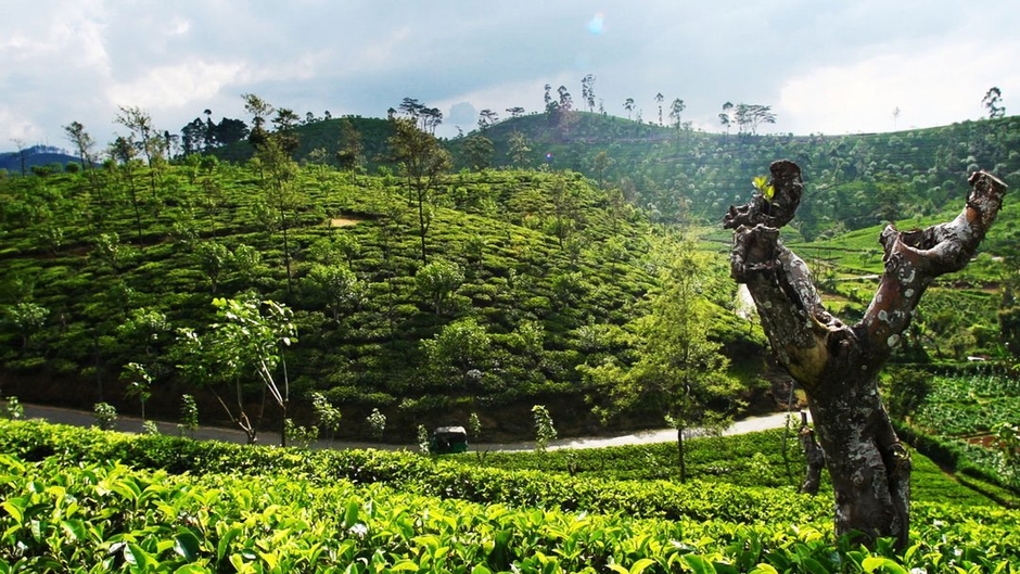 ハーリントン茶園