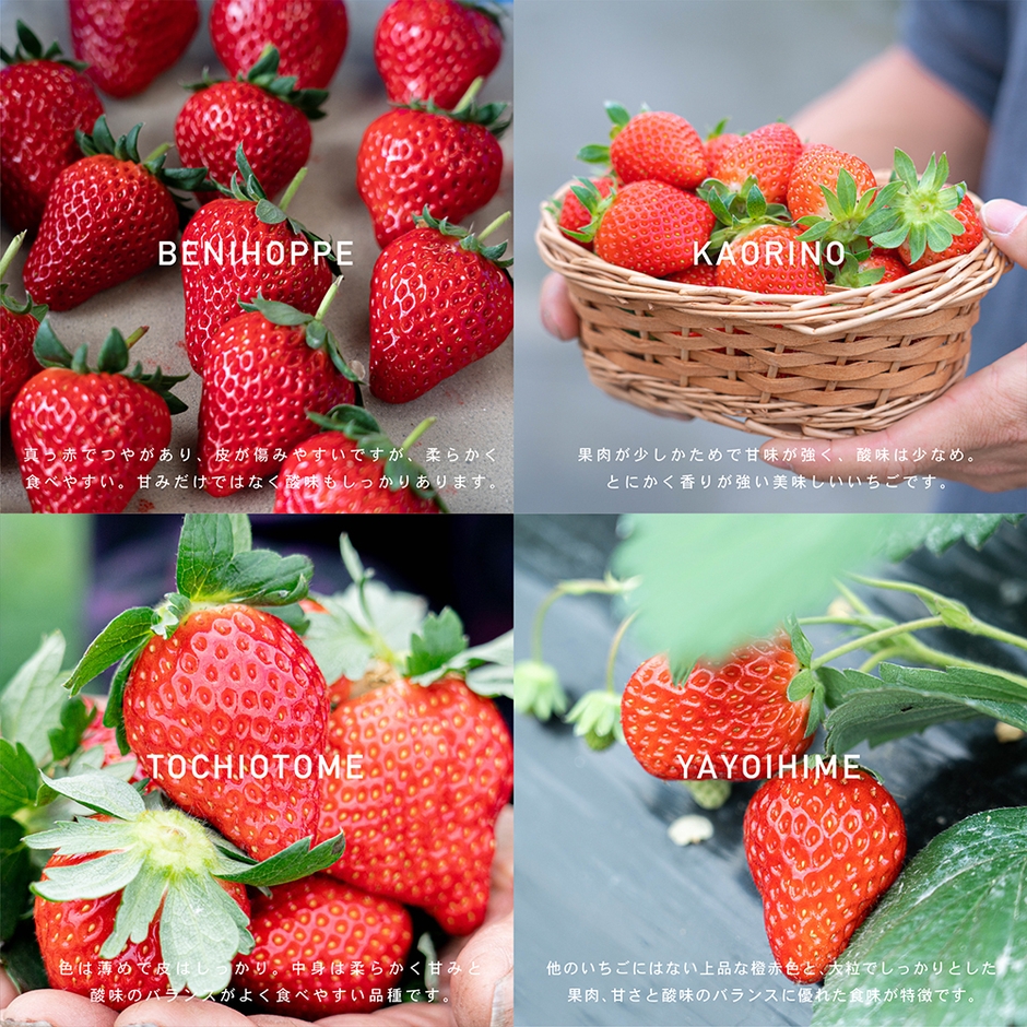 当店で扱う4品種 [紅ほっぺ]、[とちおとめ]、[かおり野]、[やよいひめ]