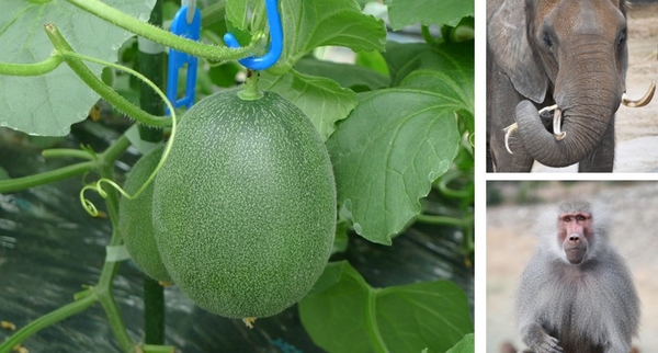 なら近大農法で栽培した未成熟の近大ICTメロン