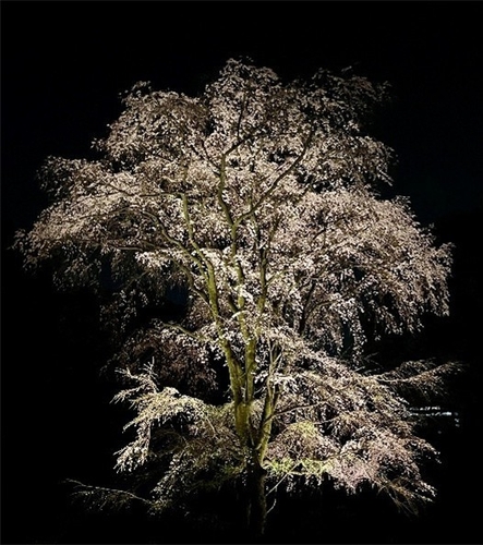 吟花亭跡のしだれ桜(イメージ)