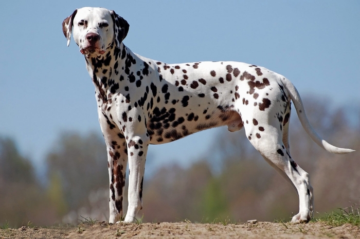 抜け毛が少なく短毛の犬種を犬の大きさ別でご紹介いたします！