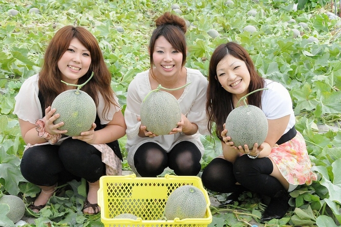 メロン生産量日本一産地深作農園でのメロン狩り