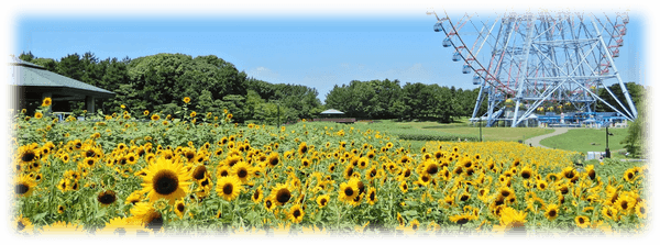 ひまわり畑の様子（2022年8月撮影）