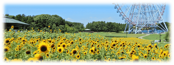 ひまわり畑の様子（2022年8月撮影）