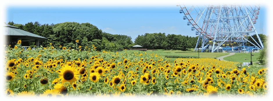 ひまわり畑の様子(2022年8月撮影)