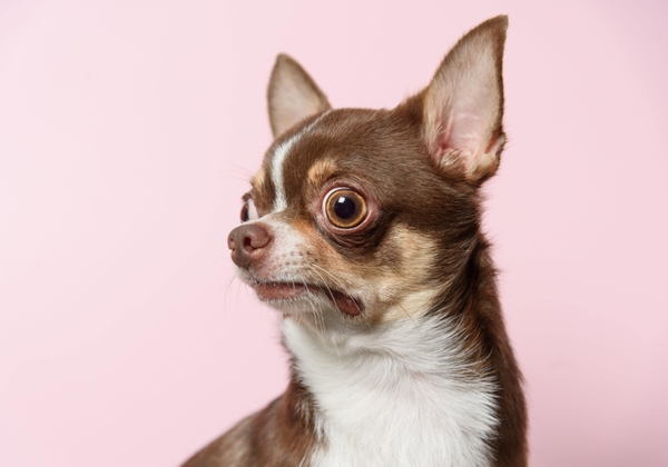 2回目の手術の補償は1回目にした手術と異なった原因に限られている(更新関係なく)