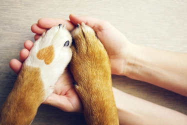 愛犬の食事のしつけを子犬の時から始めよう！