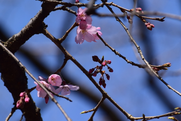 開花したシダレザクラ（3月18日撮影）