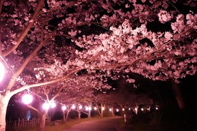 はなれ湖公園の桜［一例］