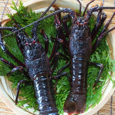 房州産 大伊勢海老