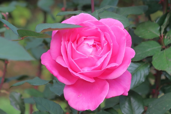 「ピンク・ピース」(11月20日撮影)