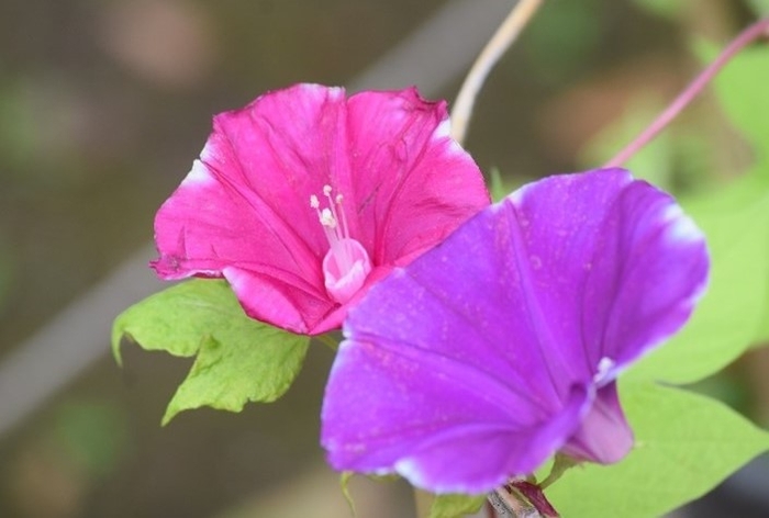 変化朝顔(昨年の様子)