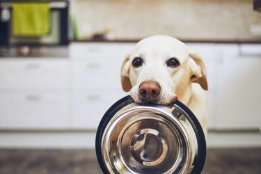 犬にとってNGの食べ物は？