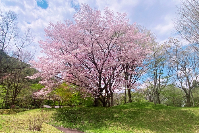 場内にある桜を見ながらお花見＆バーベキュー