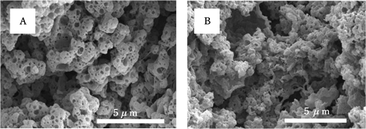 チーズの構造の拡大観察