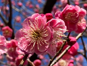 ついに梅が見ごろになりました！向島百花園「梅まつり」3月5日（日）まで開催中！