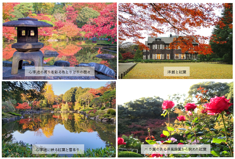 【旧古河庭園】彩鮮やかな秋の庭園　紅葉とバラ、和と洋の秋