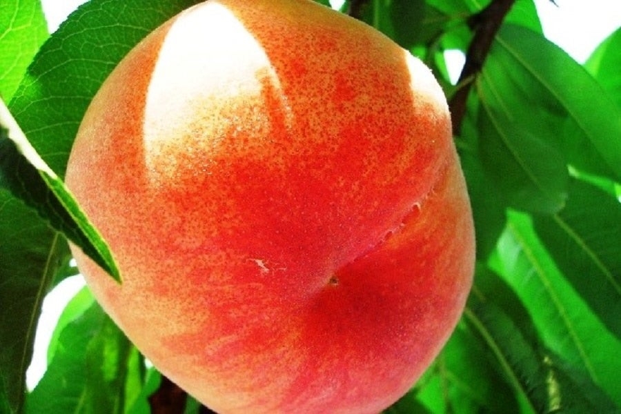 和歌山の桃 日川白鳳