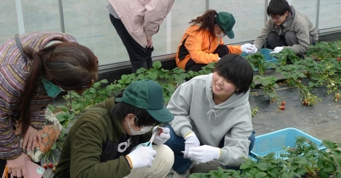 農学部生と障がいのある方による「近大ICTイチゴ」の収穫体験の様子