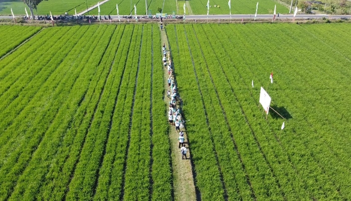 Sawah yang ditanam langsung menggunakan benih berlapis Konabijin® di lapangan