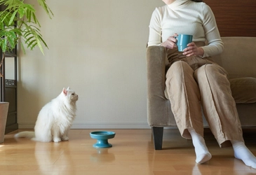 長崎の波佐見焼陶磁器ブランド「HASAMI」より、 “猫”のための見た目と機能性を備えた食器＆ 天と地をテーマにしたそばちょこを6月8日に発売！