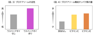 (図.3)プロテアソームの活性/(図.4)プロテアソーム構成タンパク質の量