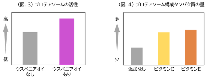 (図.3)プロテアソームの活性/(図.4)プロテアソーム構成タンパク質の量