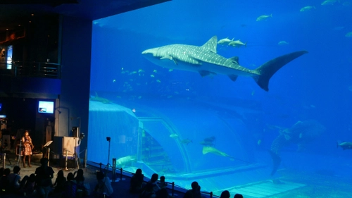 沖縄美ら海水族館は夕方からがオススメ！ 美ら海ナイトアンサンブル～海と音楽のシンフォニー～　開催！！