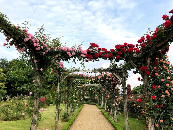 見頃の時期のアーチ