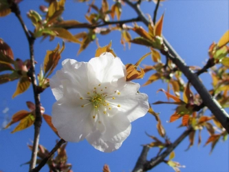 嵐電「御室仁和寺駅」の御室桜が開花