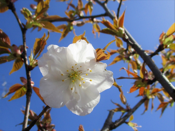 御室仁和寺駅の御室桜（2021年3月31日 午前9時頃撮影）