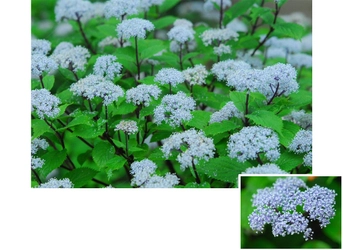六甲高山植物園 梅雨を彩る優しい香り 六甲山自生 コアジサイの花が見頃です