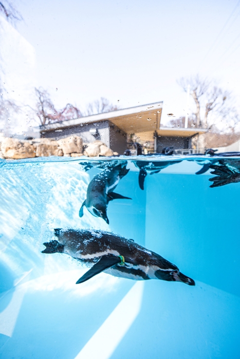 小諸市　小諸市動物園