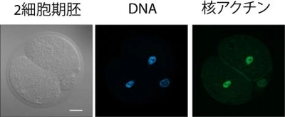 細胞核をつくりあげるカギとなる因子の発見　生命活動を支える細胞核形成の仕組みを解明