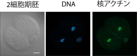 2細胞期胚、DNA、核アクチン