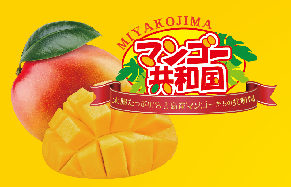 宮古島にマンゴーの季節到来!年に一度現れる幻の「マンゴー共和国」とは?!